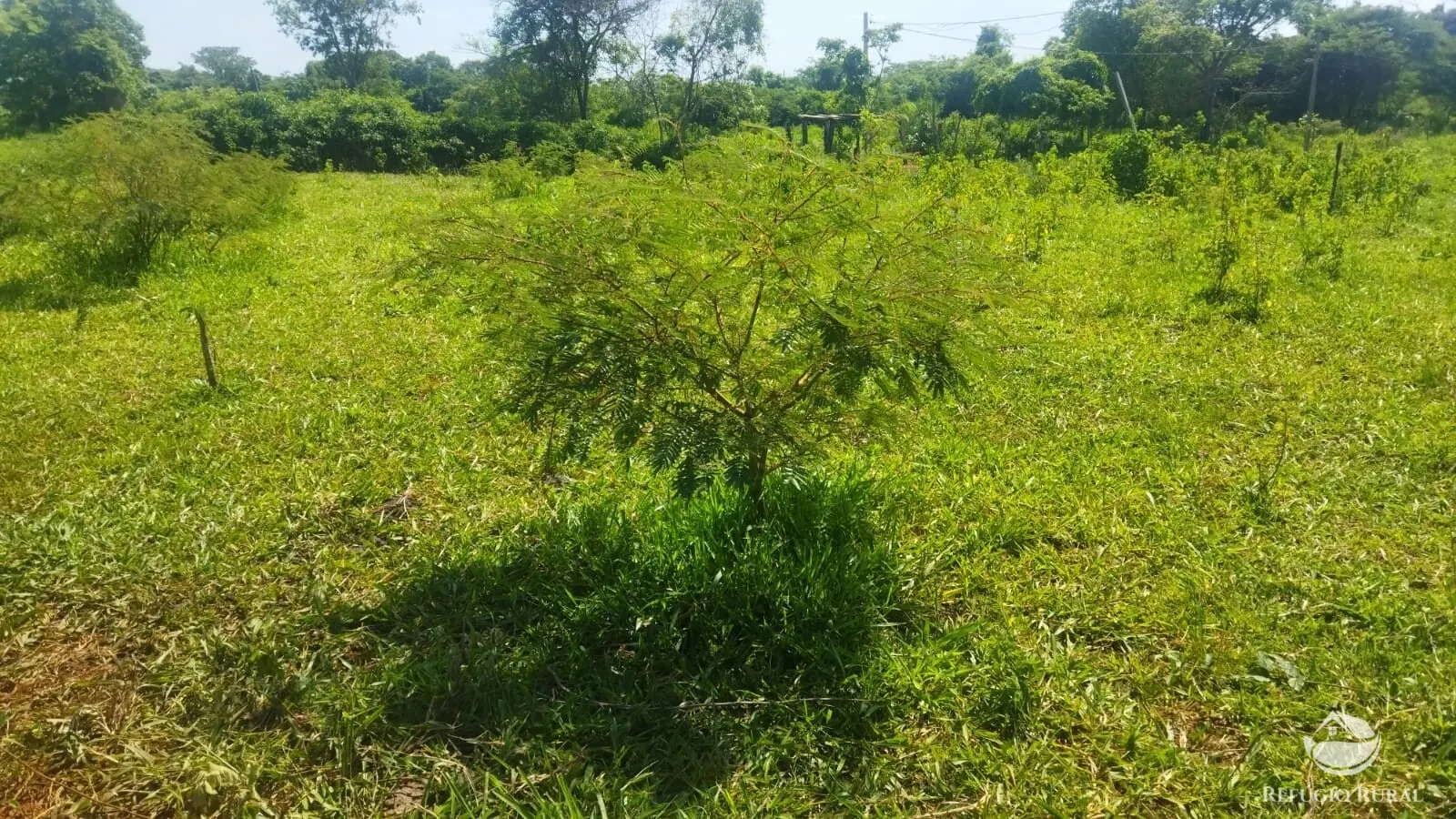 Small farm for sale of 101 acres in Frutal, MG, Brazil