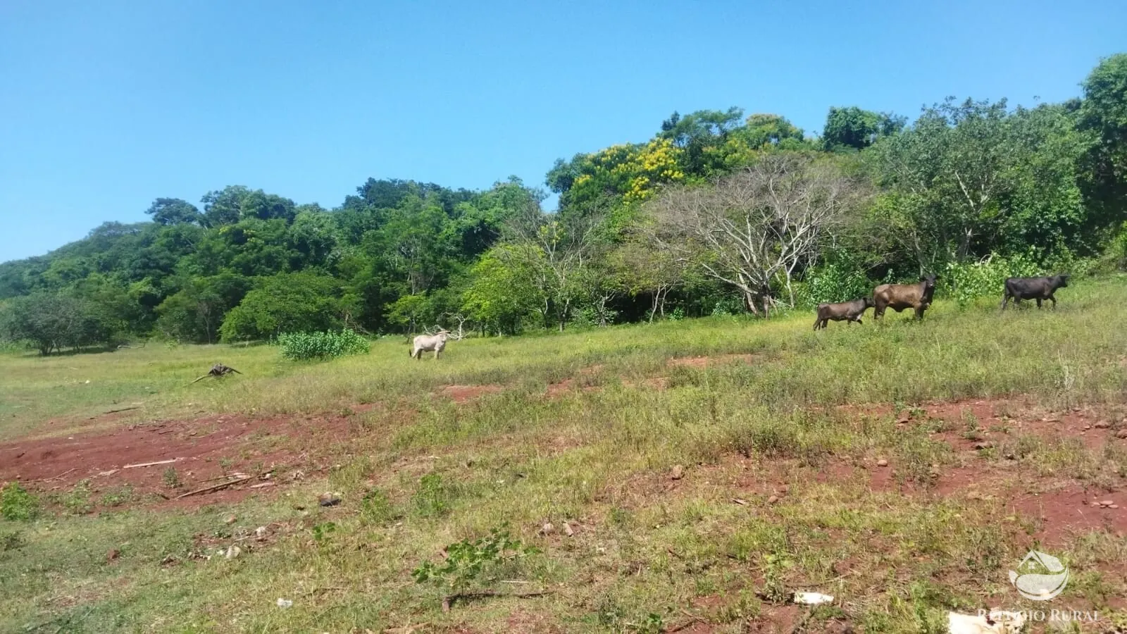 Small farm for sale of 101 acres in Frutal, MG, Brazil