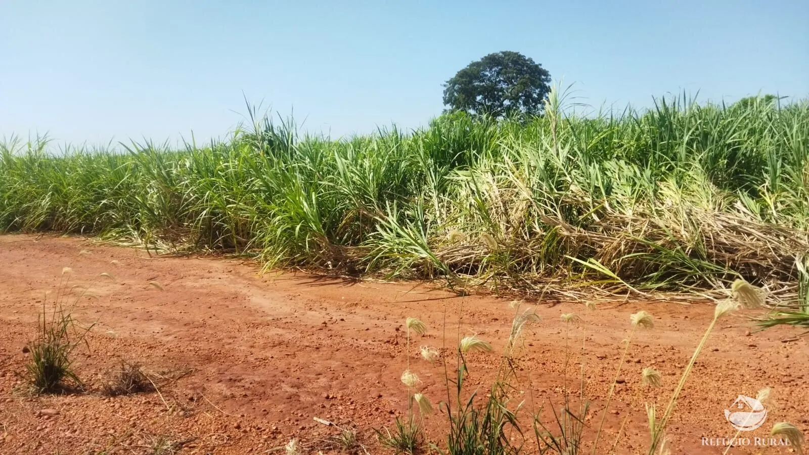 Small farm for sale of 101 acres in Frutal, MG, Brazil