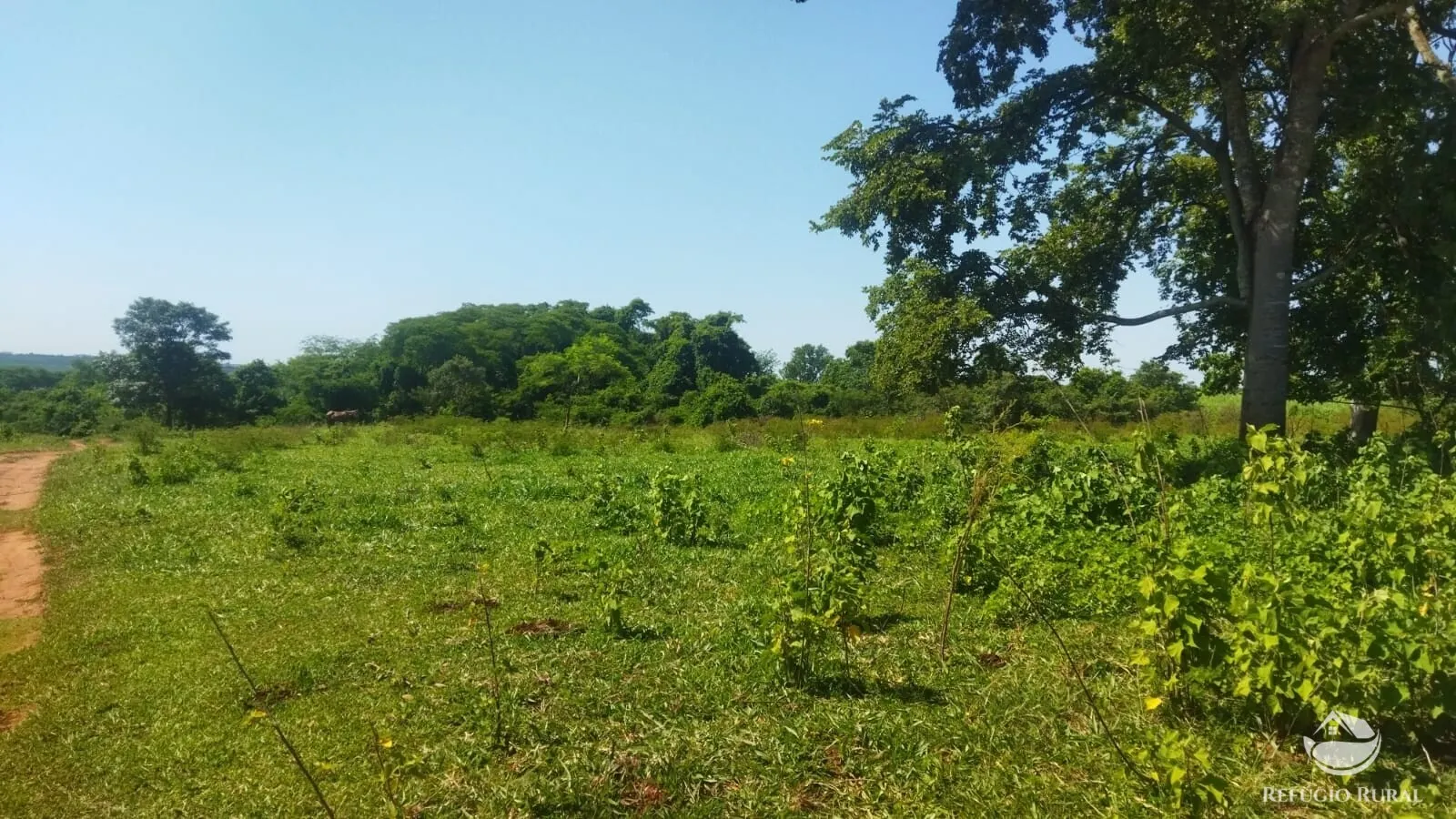 Small farm for sale of 101 acres in Frutal, MG, Brazil