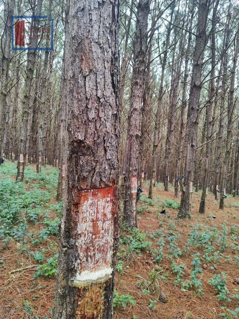 Fazenda à venda de 549 ha em São Miguel Arcanjo, SP, Brasil