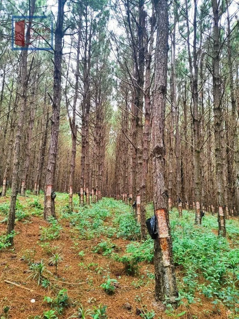 Fazenda à venda de 549 ha em São Miguel Arcanjo, SP, Brasil