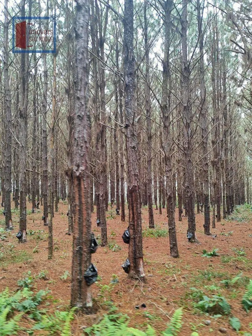 Fazenda à venda de 549 ha em São Miguel Arcanjo, SP, Brasil