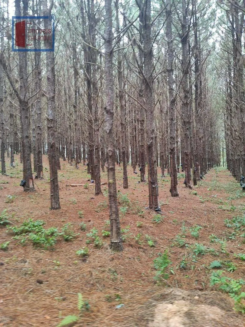 Fazenda à venda de 549 ha em São Miguel Arcanjo, SP, Brasil