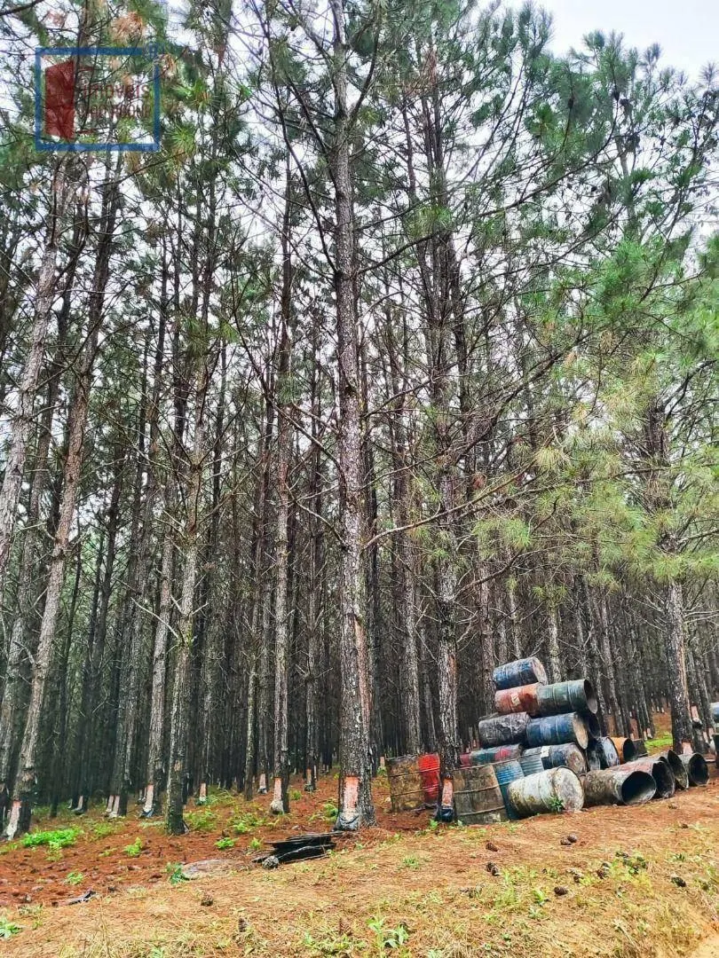 Fazenda à venda de 549 ha em São Miguel Arcanjo, SP, Brasil