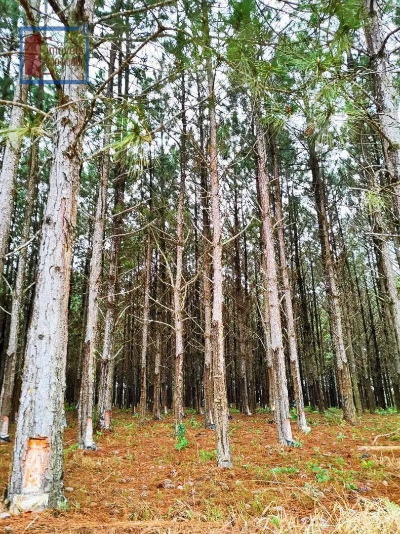 Fazenda à venda de 549 ha em São Miguel Arcanjo, SP, Brasil