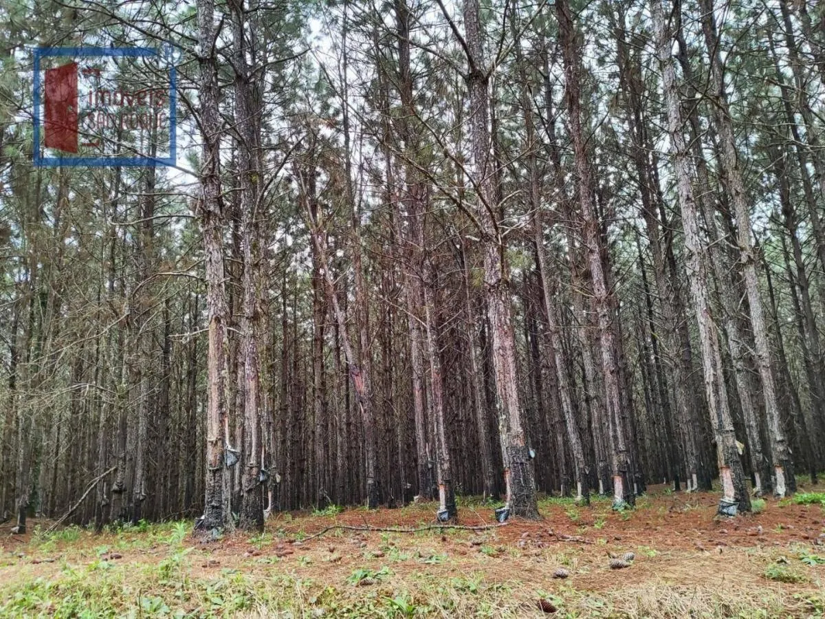 Fazenda à venda de 549 ha em São Miguel Arcanjo, SP, Brasil