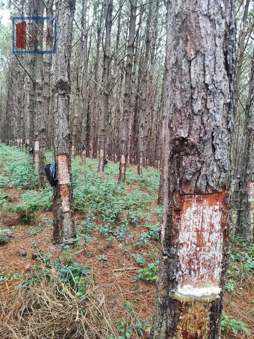 Fazenda à venda de 549 ha em São Miguel Arcanjo, SP, Brasil
