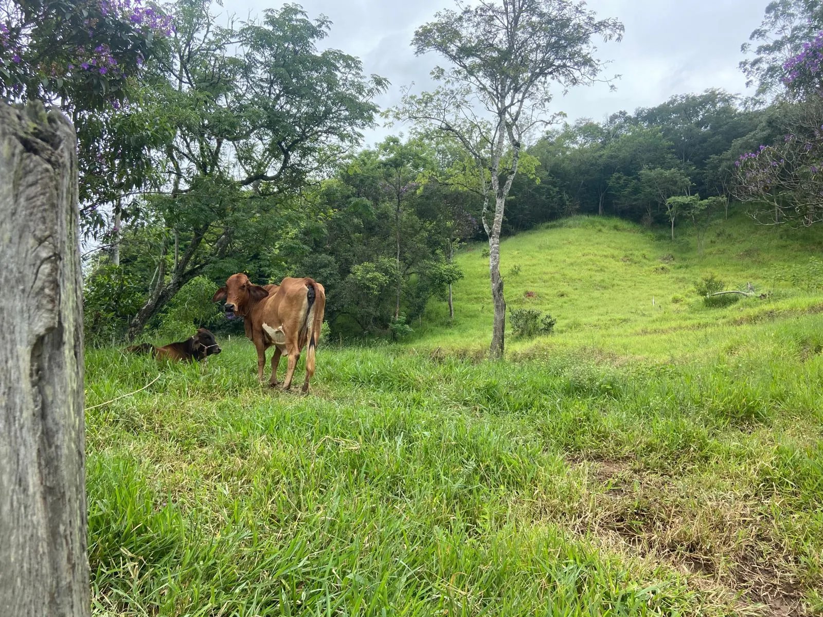 Plot for sale of 4 acres in São José dos Campos, SP, Brazil