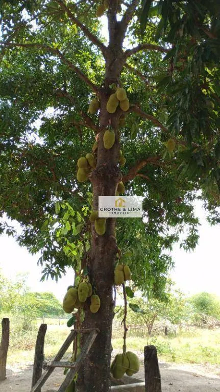 Fazenda à venda de 11.664 ha em Lizarda, TO, Brasil