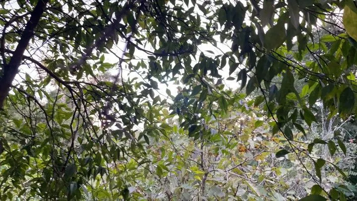 Country home for sale of 3 acres in Rolante, RS, Brazil