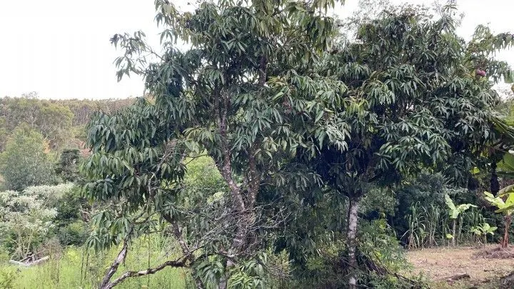 Country home for sale of 3 acres in Rolante, RS, Brazil