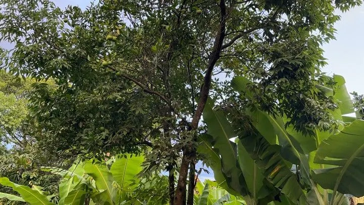 Country home for sale of 3 acres in Rolante, RS, Brazil