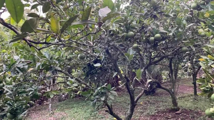 Country home for sale of 3 acres in Rolante, RS, Brazil