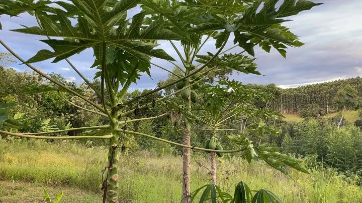 Country home for sale of 3 acres in Rolante, RS, Brazil