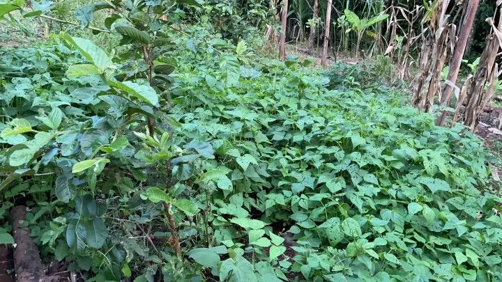 Country home for sale of 3 acres in Rolante, RS, Brazil