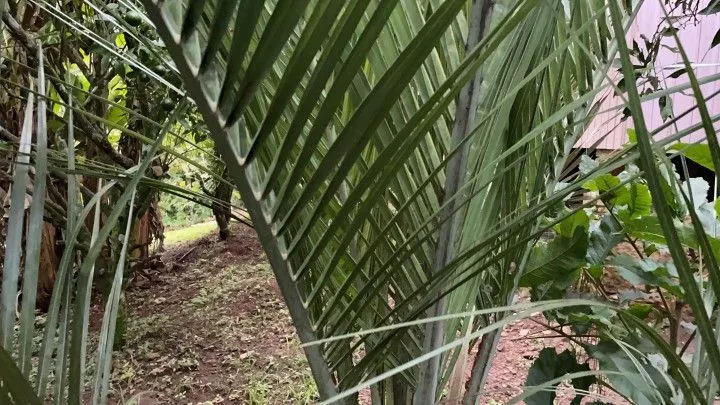 Country home for sale of 3 acres in Rolante, RS, Brazil