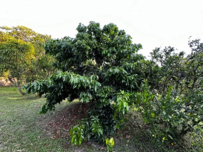 Chácara à venda de 7.000 m² em Itanhaém, SP, Brasil