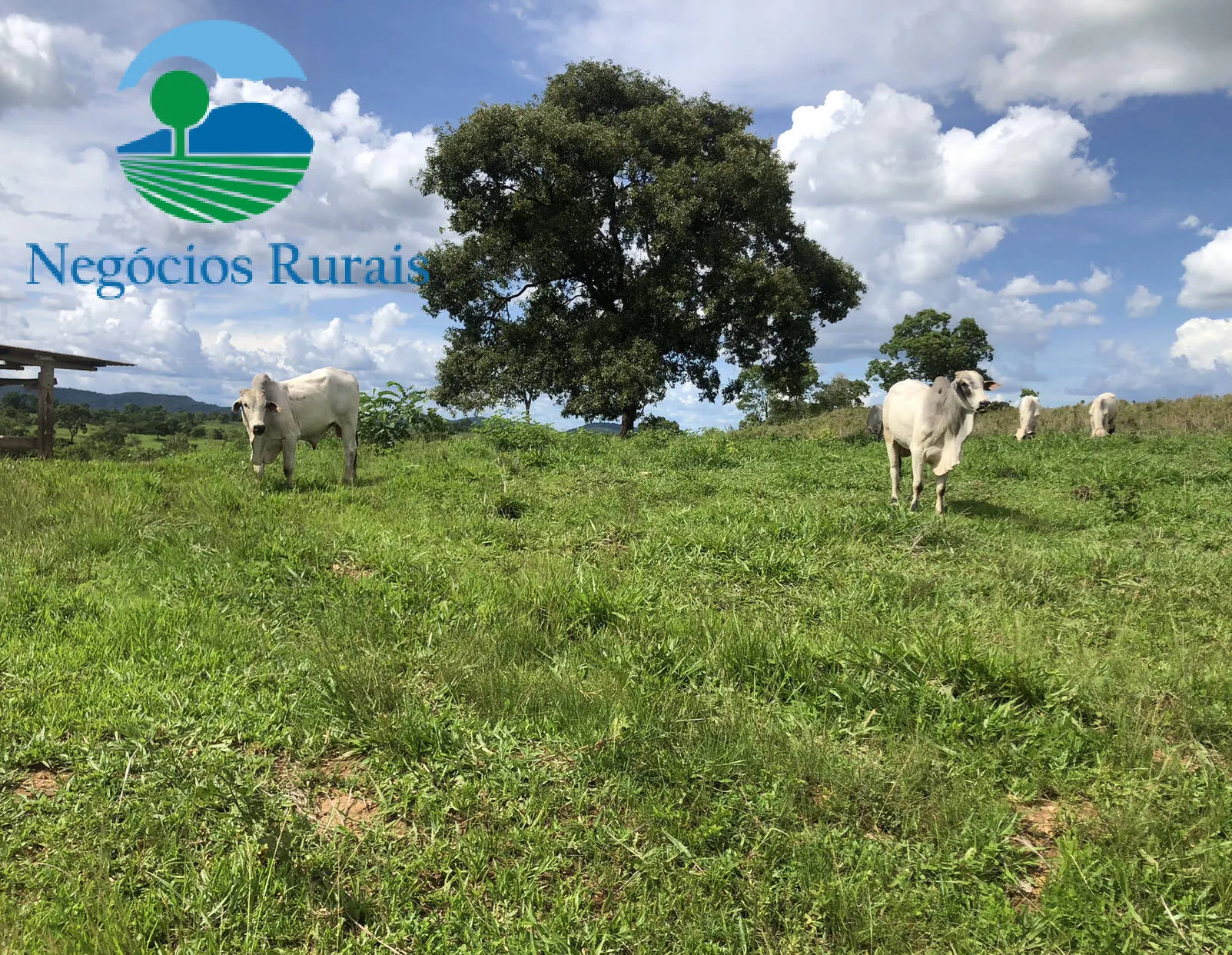 Fazenda à venda de 871 ha em Mara Rosa, GO, Brasil