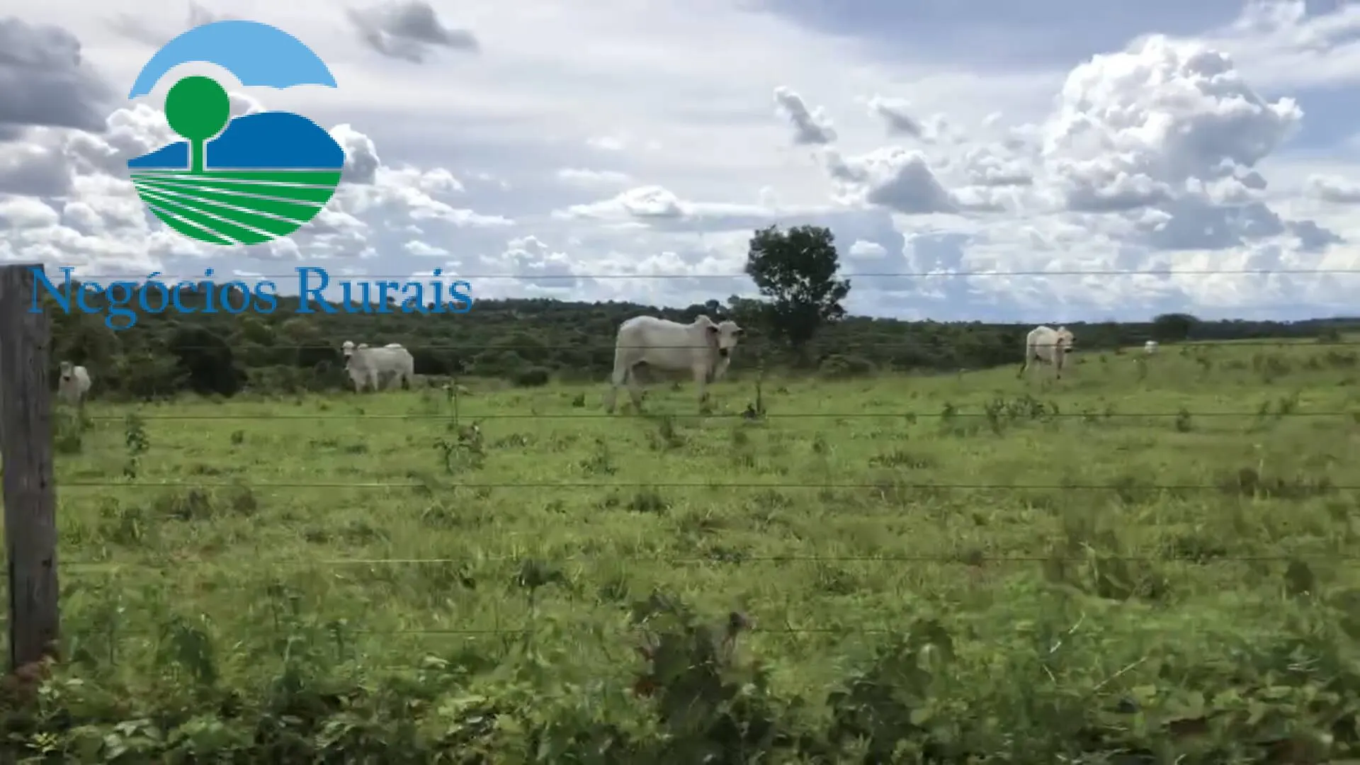 Fazenda à venda de 871 ha em Mara Rosa, GO, Brasil
