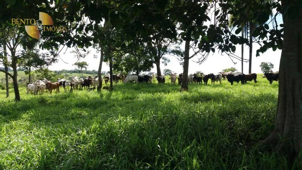 Fazenda à venda de 4.250 ha em Rondonópolis, MT, Brasil