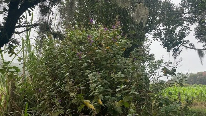 Sítio à venda de 81 ha em Maquiné, RS, Brasil
