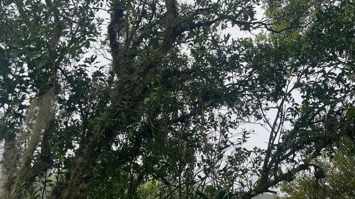 Sítio à venda de 81 ha em Maquiné, RS, Brasil
