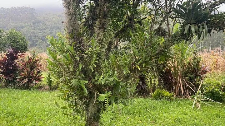Sítio à venda de 81 ha em Maquiné, RS, Brasil