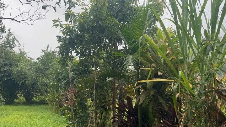 Sítio à venda de 81 ha em Maquiné, RS, Brasil