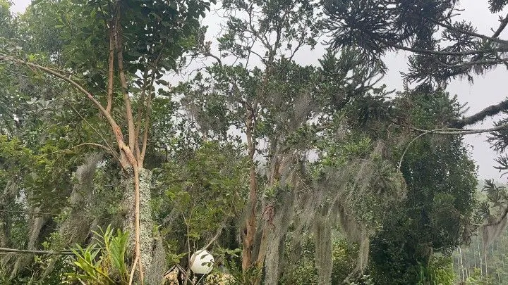 Sítio à venda de 81 ha em Maquiné, RS, Brasil