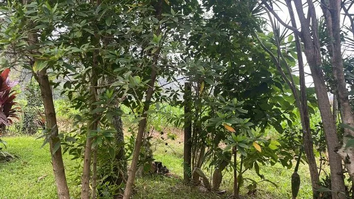 Sítio à venda de 81 ha em Maquiné, RS, Brasil