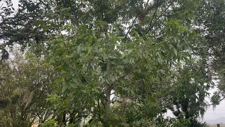 Sítio à venda de 81 ha em Maquiné, RS, Brasil