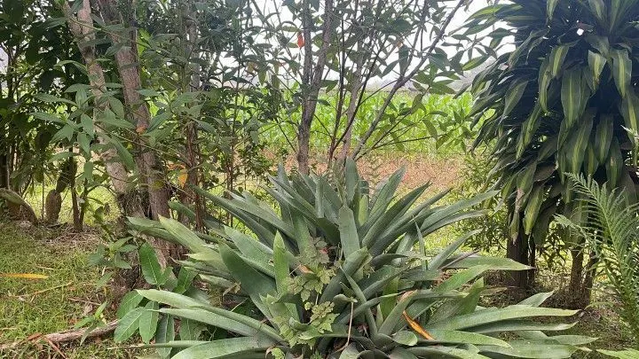 Sítio à venda de 81 ha em Maquiné, RS, Brasil