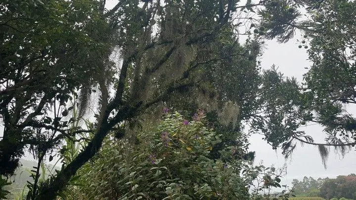 Sítio à venda de 81 ha em Maquiné, RS, Brasil