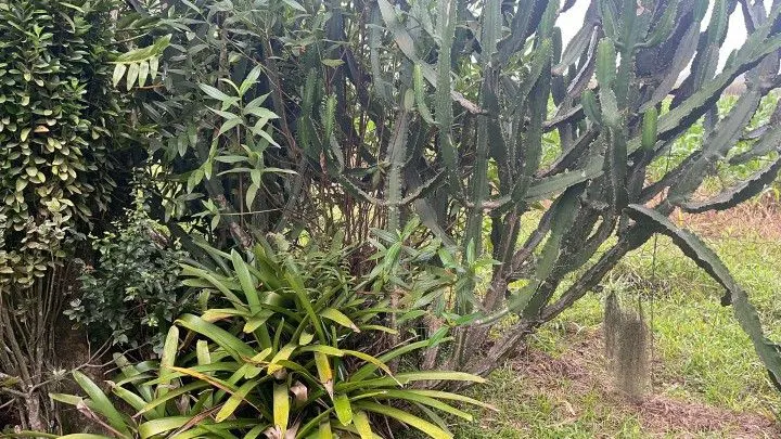 Sítio à venda de 81 ha em Maquiné, RS, Brasil
