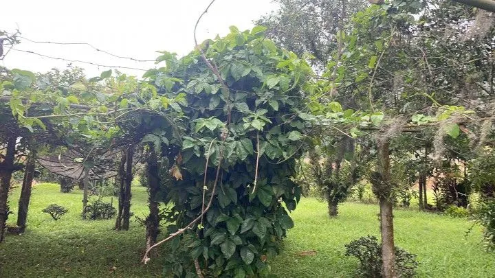 Sítio à venda de 81 ha em Maquiné, RS, Brasil