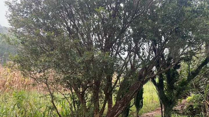 Sítio à venda de 81 ha em Maquiné, RS, Brasil