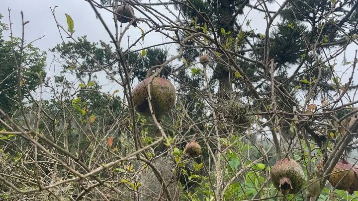Sítio à venda de 81 ha em Maquiné, RS, Brasil