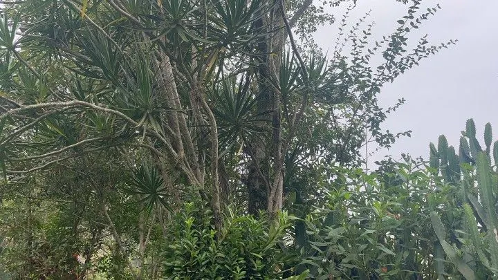 Sítio à venda de 81 ha em Maquiné, RS, Brasil
