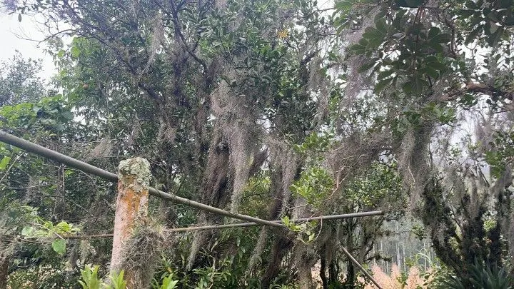 Sítio à venda de 81 ha em Maquiné, RS, Brasil