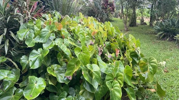 Sítio à venda de 81 ha em Maquiné, RS, Brasil