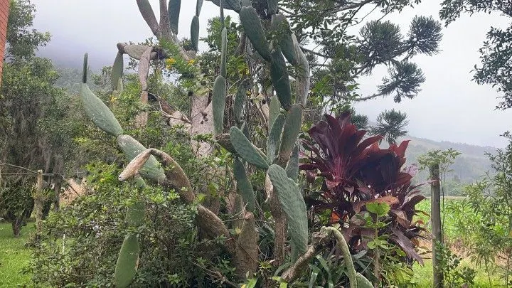 Sítio à venda de 81 ha em Maquiné, RS, Brasil