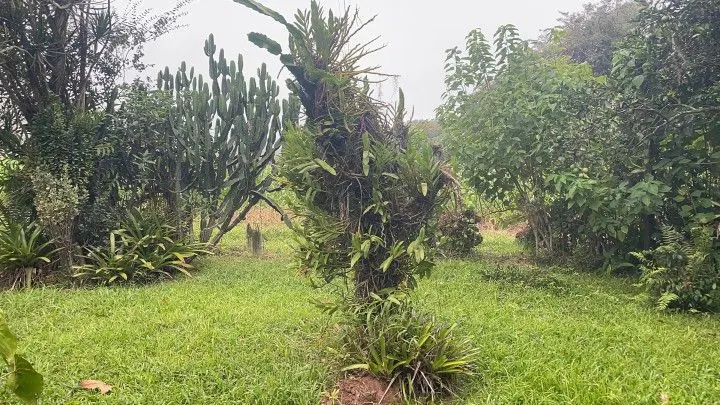 Sítio à venda de 81 ha em Maquiné, RS, Brasil