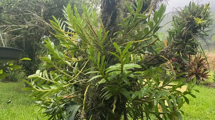 Sítio à venda de 81 ha em Maquiné, RS, Brasil