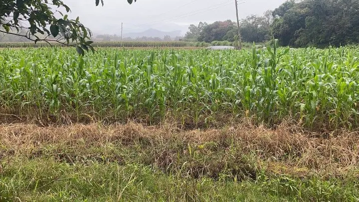Sítio à venda de 81 ha em Maquiné, RS, Brasil