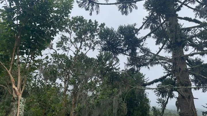 Sítio à venda de 81 ha em Maquiné, RS, Brasil