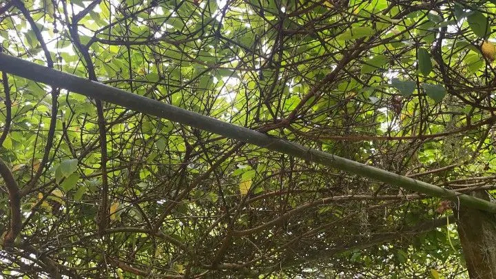 Sítio à venda de 81 ha em Maquiné, RS, Brasil
