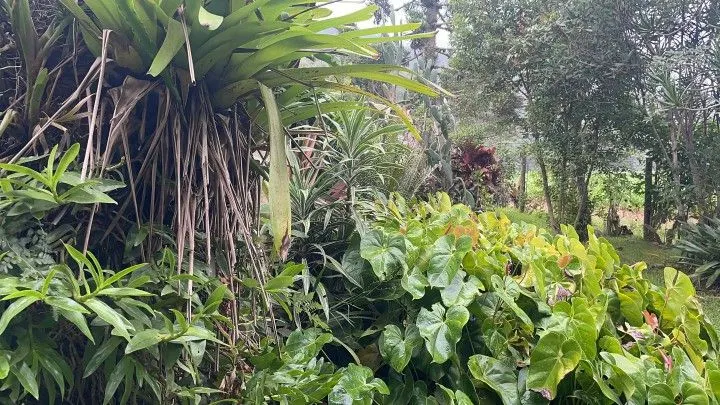 Sítio à venda de 81 ha em Maquiné, RS, Brasil