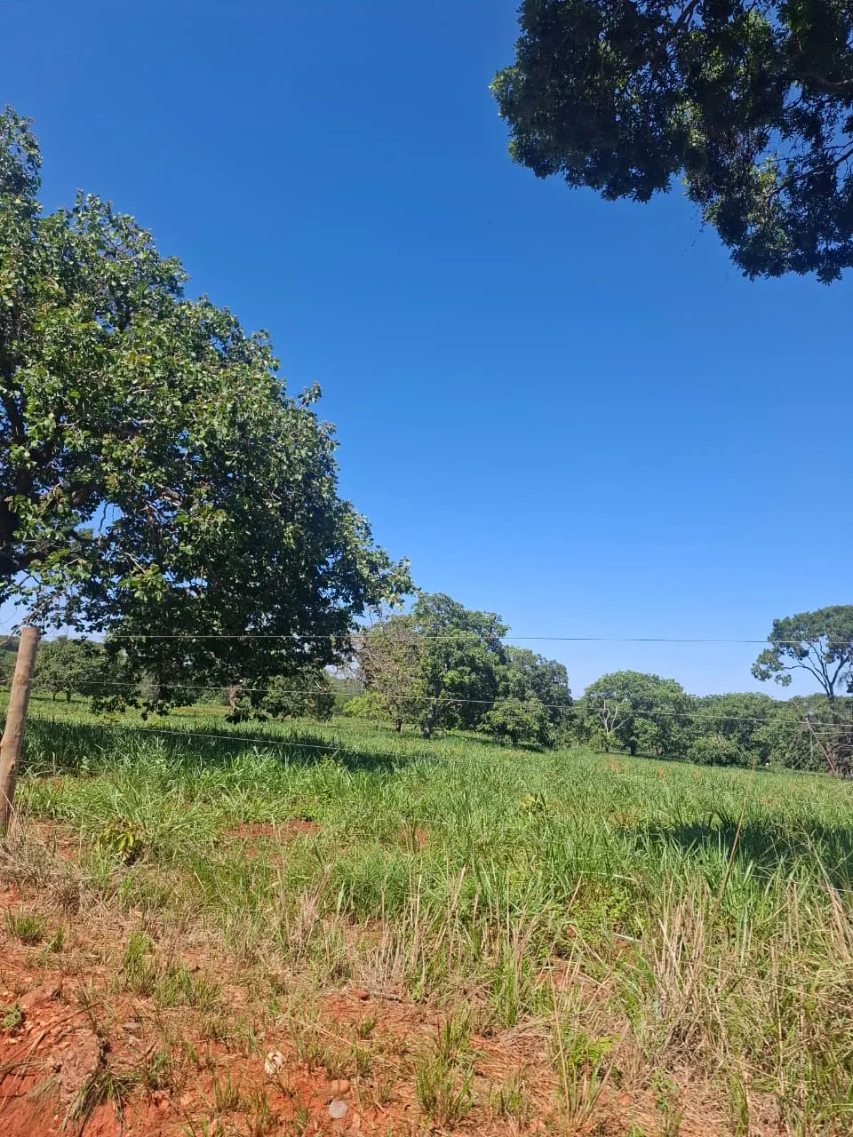 Fazenda à venda de 536 ha em Curvelo, MG, Brasil
