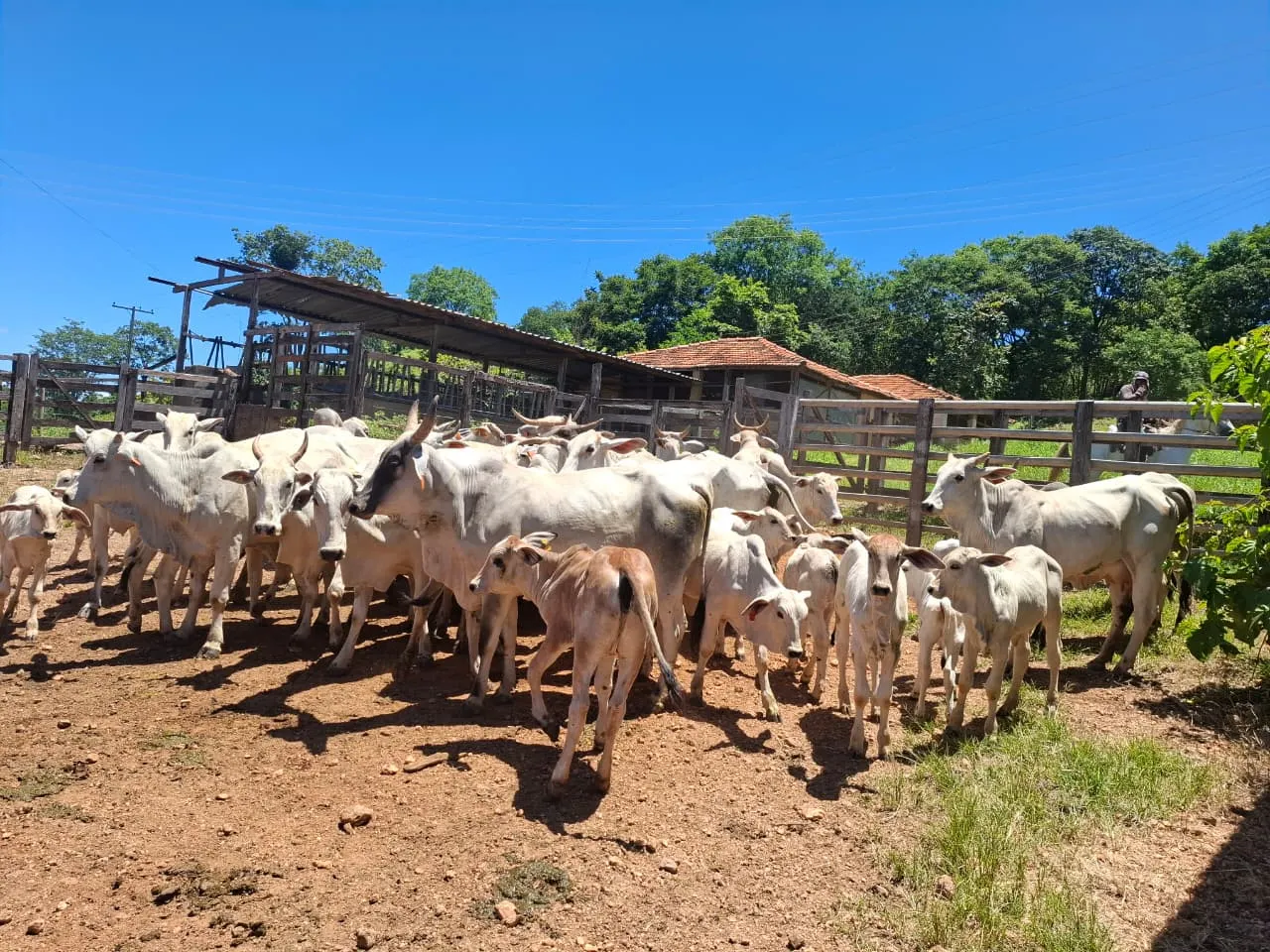 Fazenda à venda de 536 ha em Curvelo, MG, Brasil
